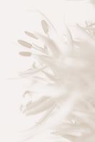 acrylic-print-flower-beige-2