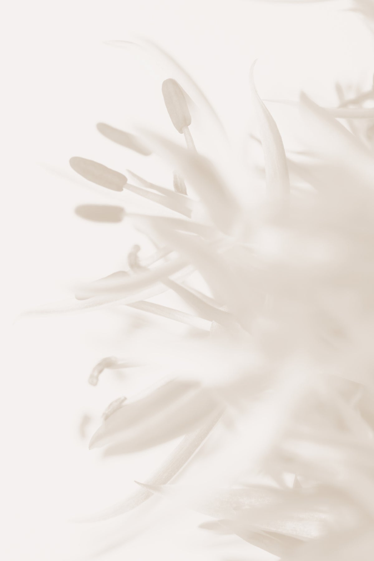 acrylic-print-flower-beige-2