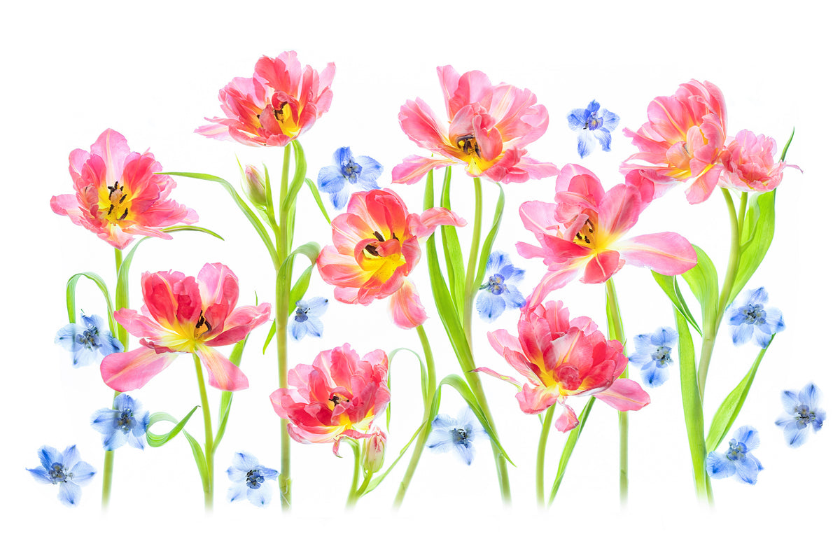 aluminium-print-spring-delight-x