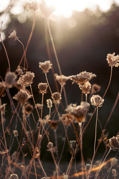 poster-print-warm-winter-light-2