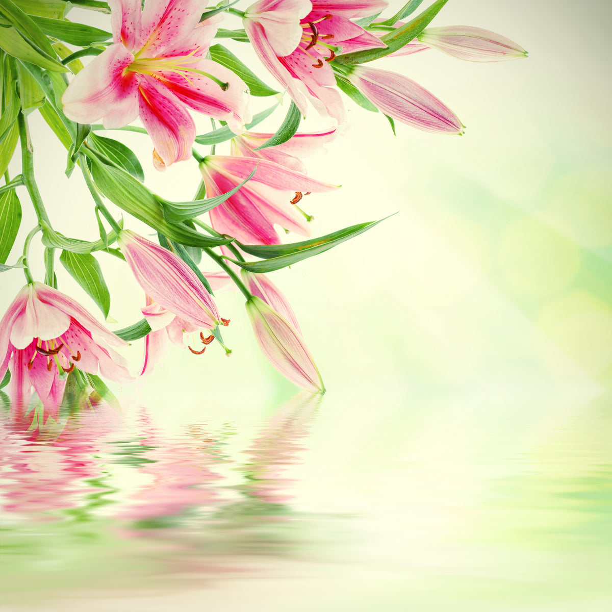 acrylic-print-lilies-on-water