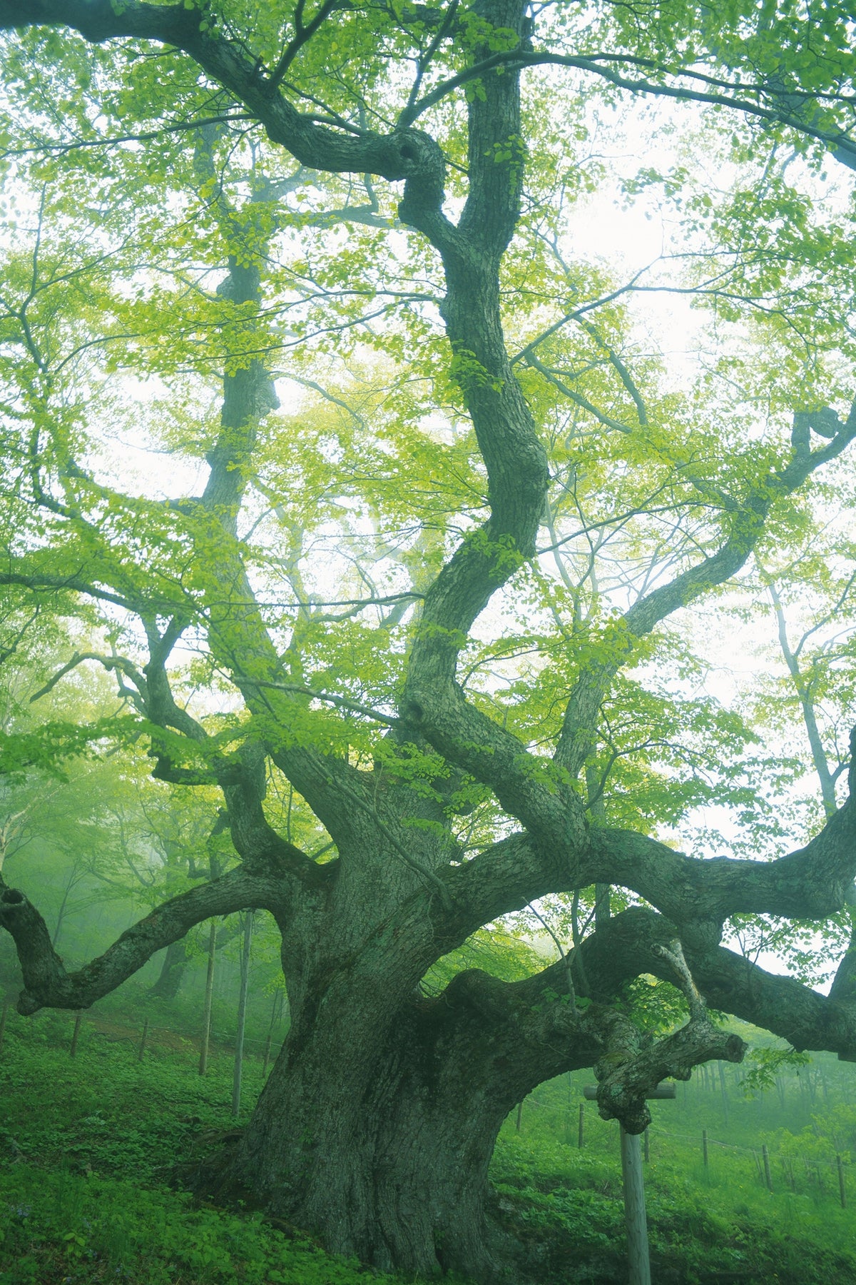 canvas-print-the-old-tree