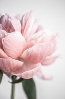 framedposter-print-peony-3