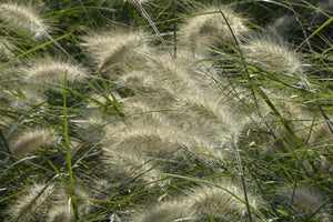3-piece-aluminium-print-ornamental-grass-in-the-wind