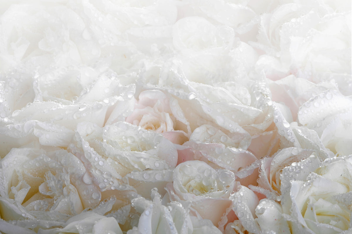 poster-print-white-roses-in-the-morning-dew