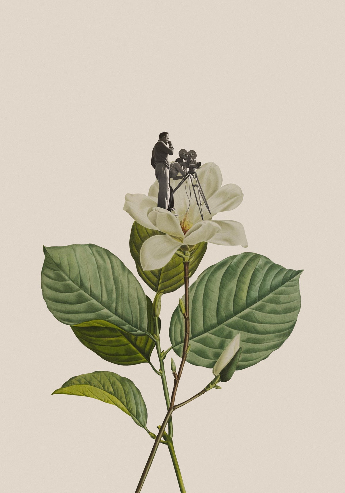 aluminium-print-botanical-vintage-cameraman