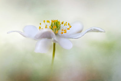poster-print-nemorosa
