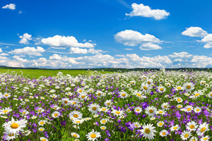 modern-3-piece-canvas-print-nature-in-full-bloom