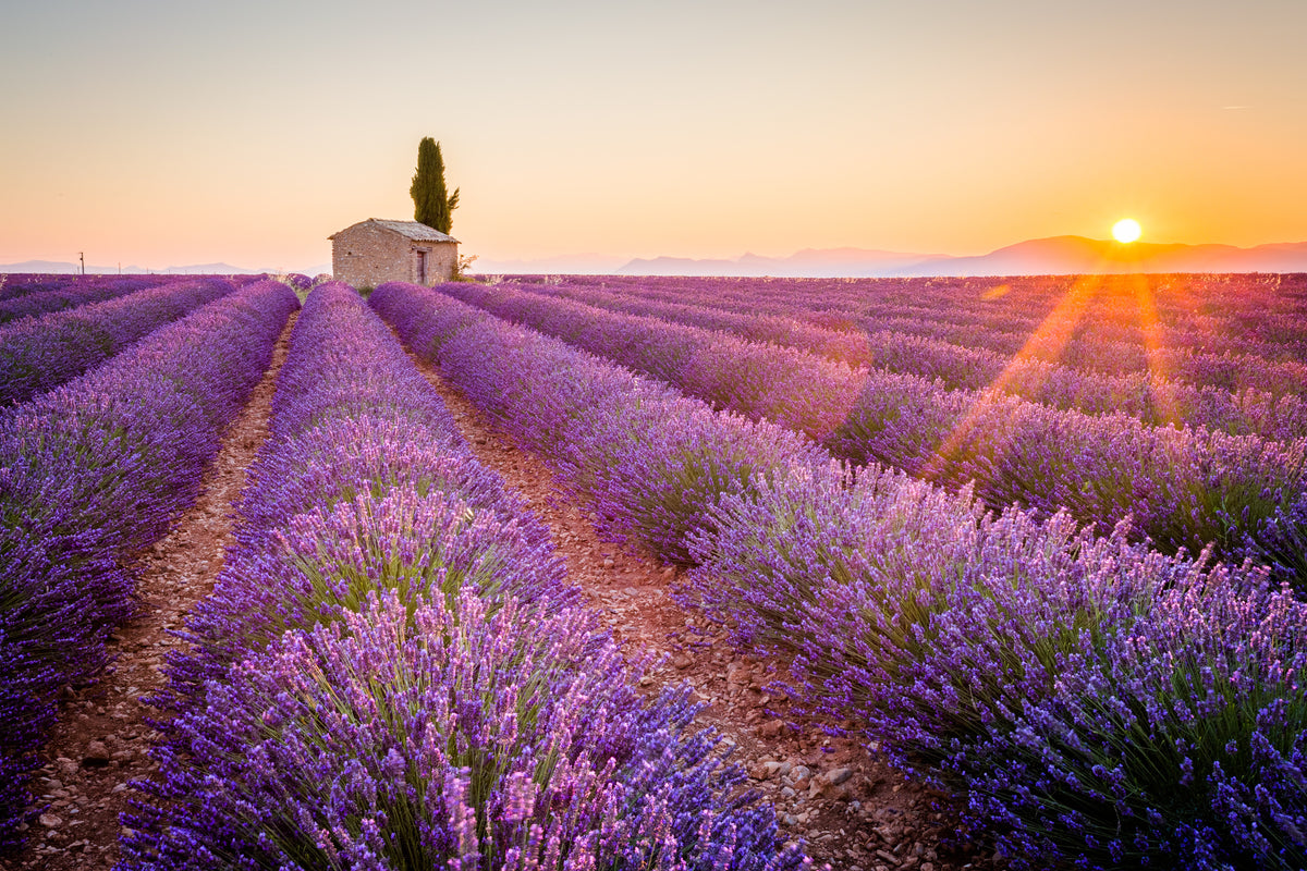 poster-print-rays-of-sunshine-over-fragrant-lavender