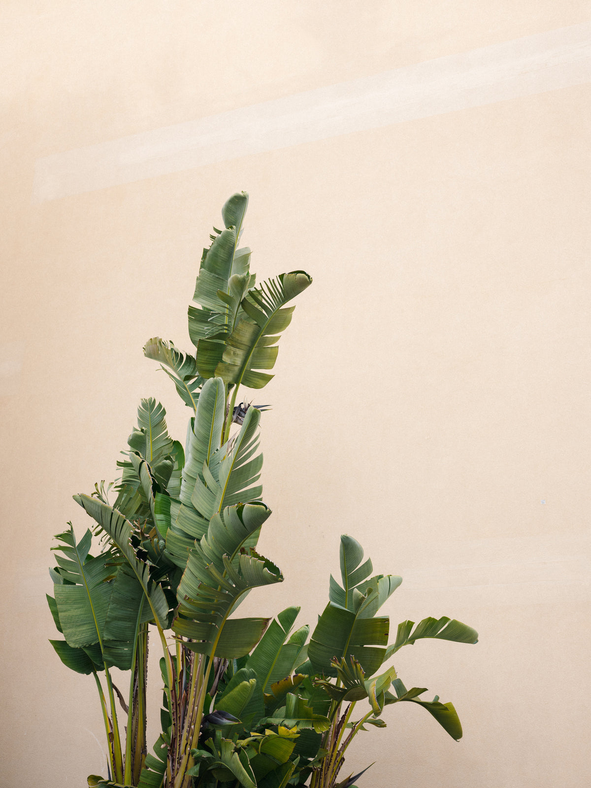 acrylic-print-botanical-cannes