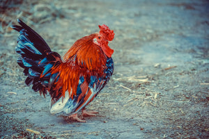 framedcanvas-print-proud-cock