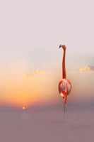 poster-print-sunset-2