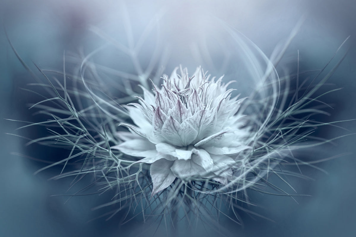 modern-3-piece-canvas-print-love-in-a-mist