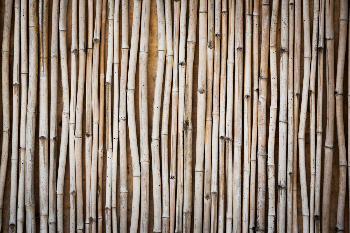 framedcanvas-print-dried-bamboos