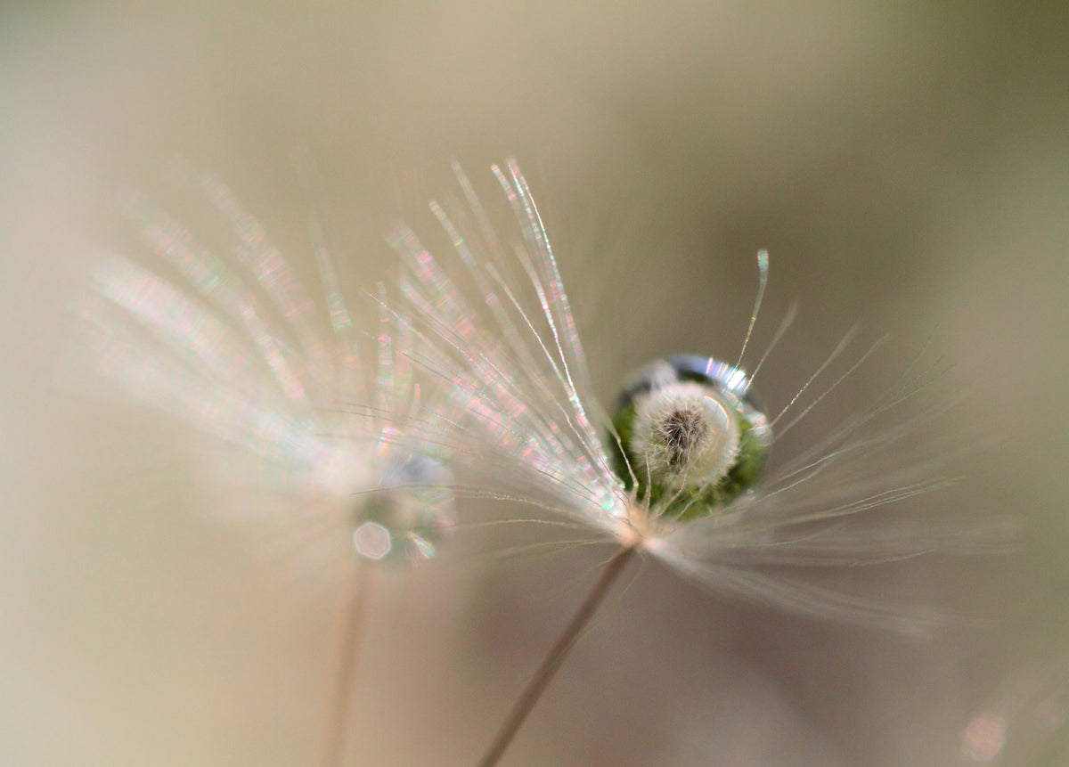 poster-print-star-of-dandelion