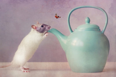 poster-print-snoozy-x