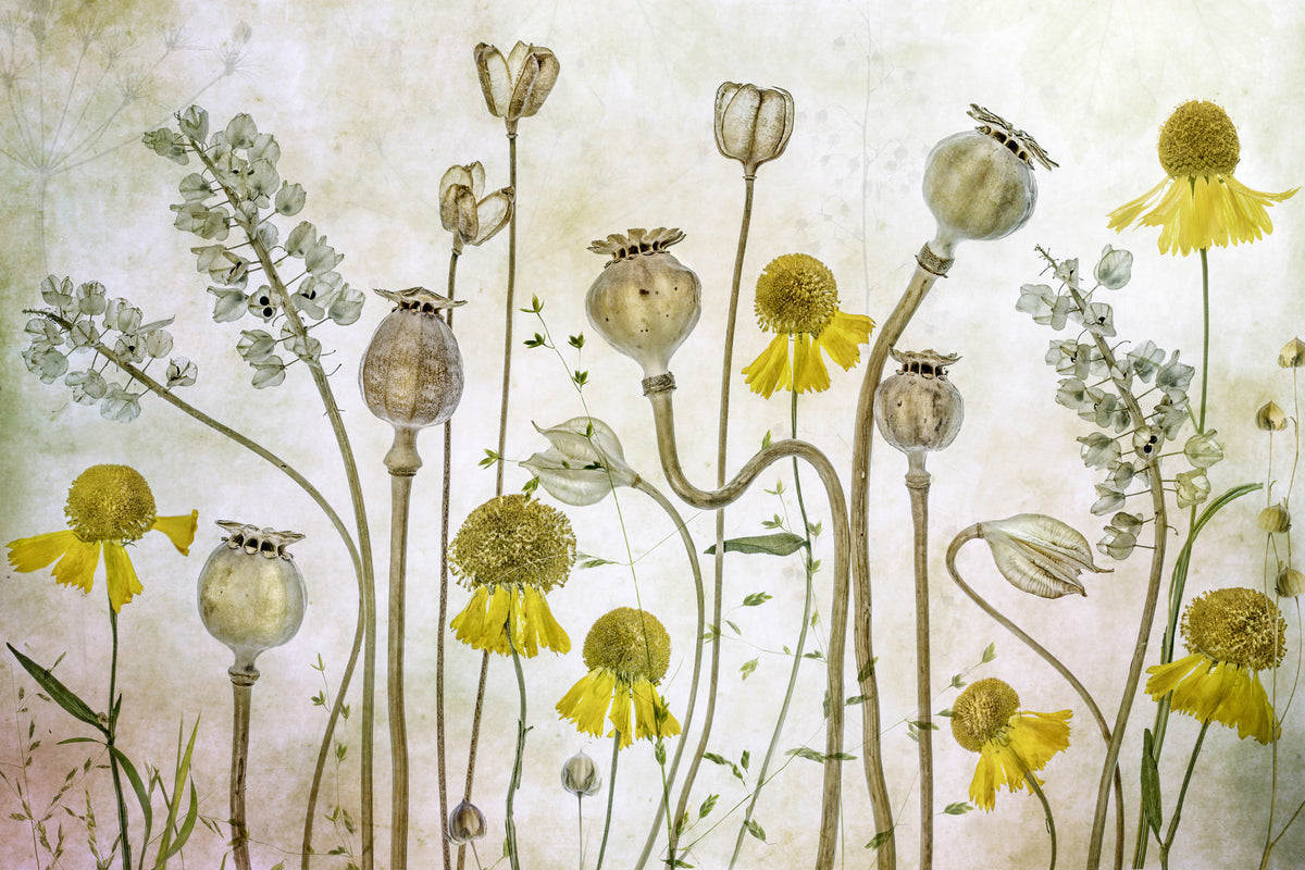 acrylic-print-poppies-and-helenium-x