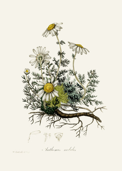 poster-print-chamomile-anthemis-nobilis-medical-botany