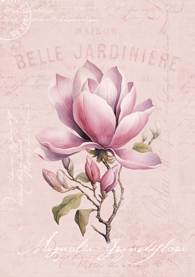 poster-print-magnolia-pink-no2