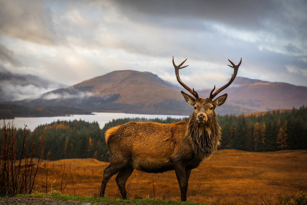 acrylic-print-scottish-stag