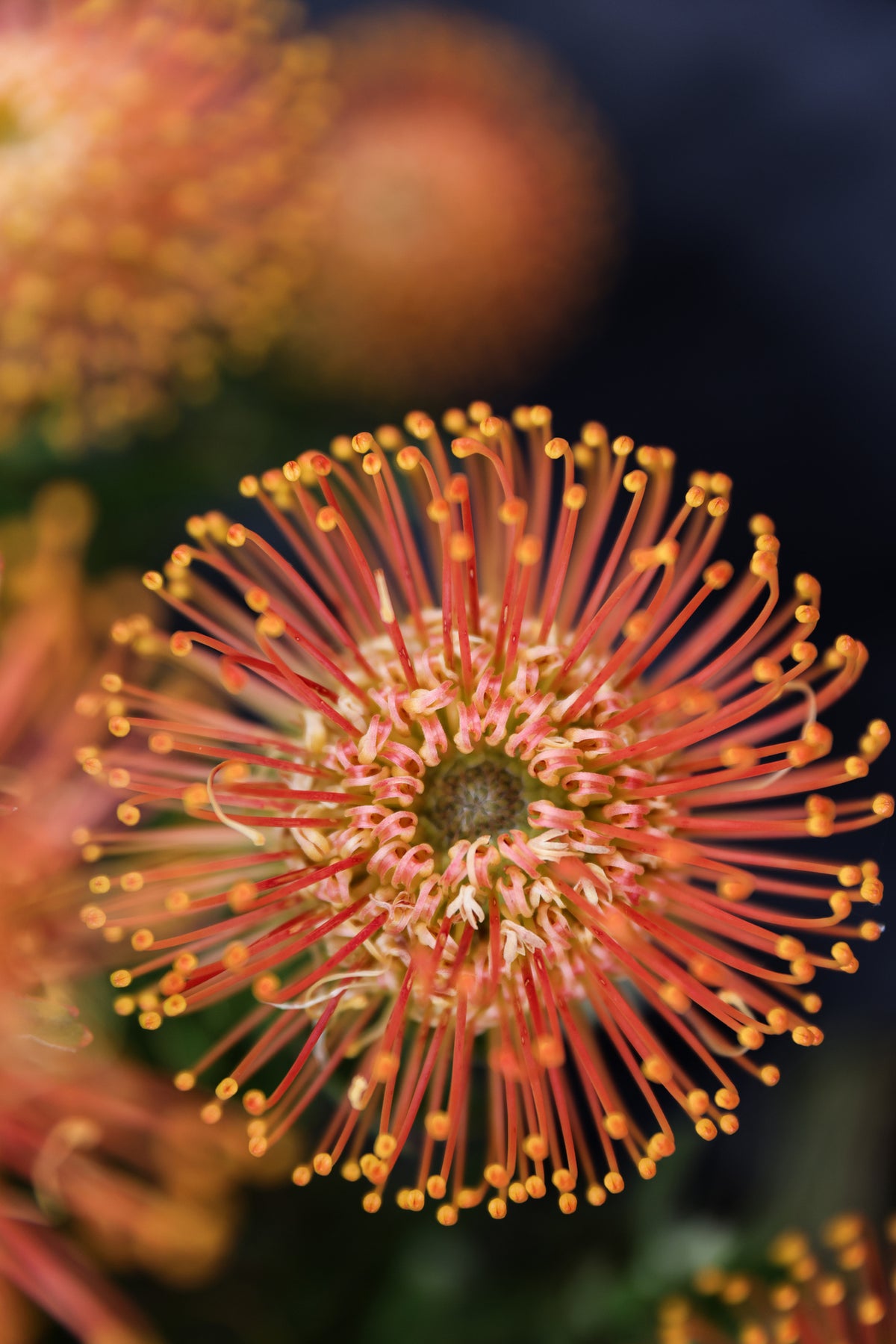 framedposter-print-radiant-petals