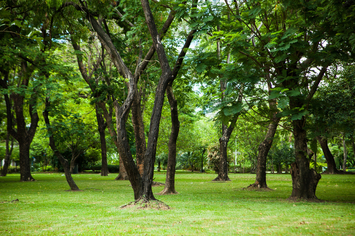 aluminium-print-cherry-garden