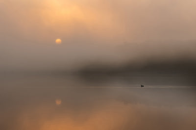 poster-print-autumn-fog-over-the-water