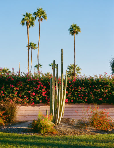 poster-print-palm-springs-morning-ii-on-film