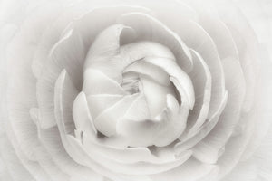 framedcanvas-print-ranunculus