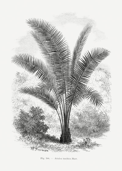 poster-print-vintage-palm-tree-drawing-vii