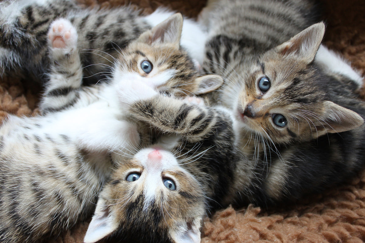 aluminium-print-many-kittens