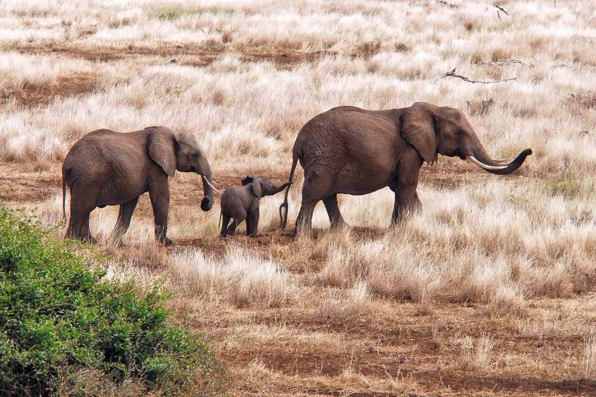 acrylic-print-elephant-family-tanzania-x