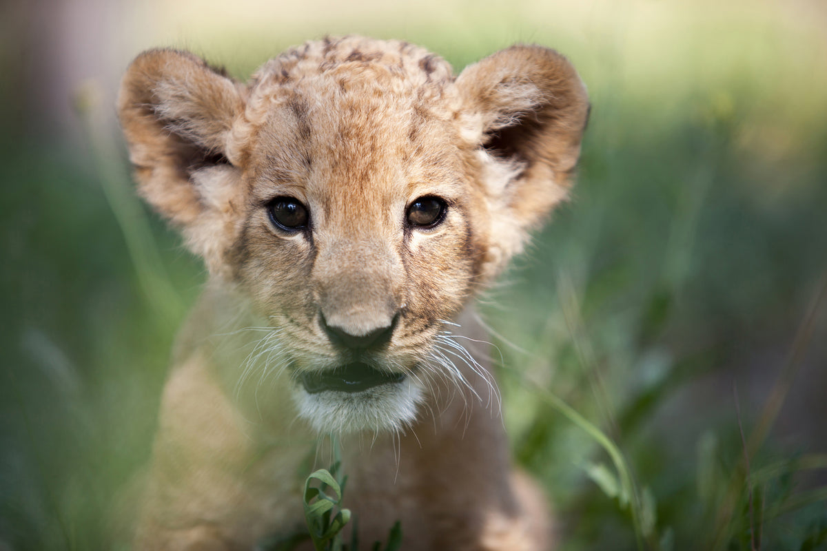 aluminium-print-lion-baby