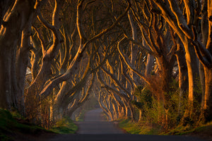 framedcanvas-print-the-dark-hedges-in-the-morning-sunshine-x