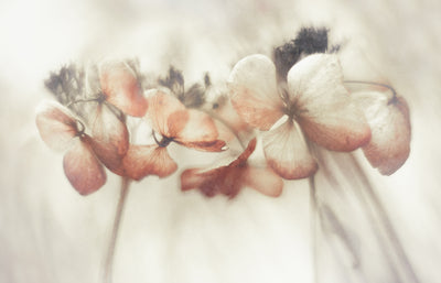 poster-print-bloomed