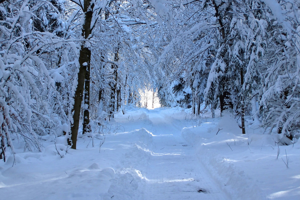 framedcanvas-print-finally-winter
