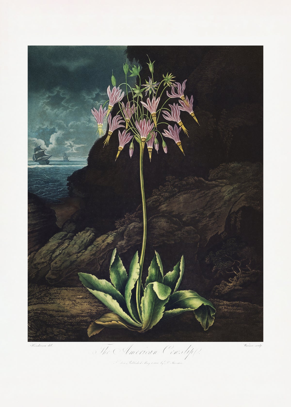 framedcanvas-print-the-american-cowslip-from-the-temple-of-flora-1807
