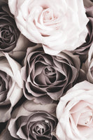 aluminium-print-roses-4