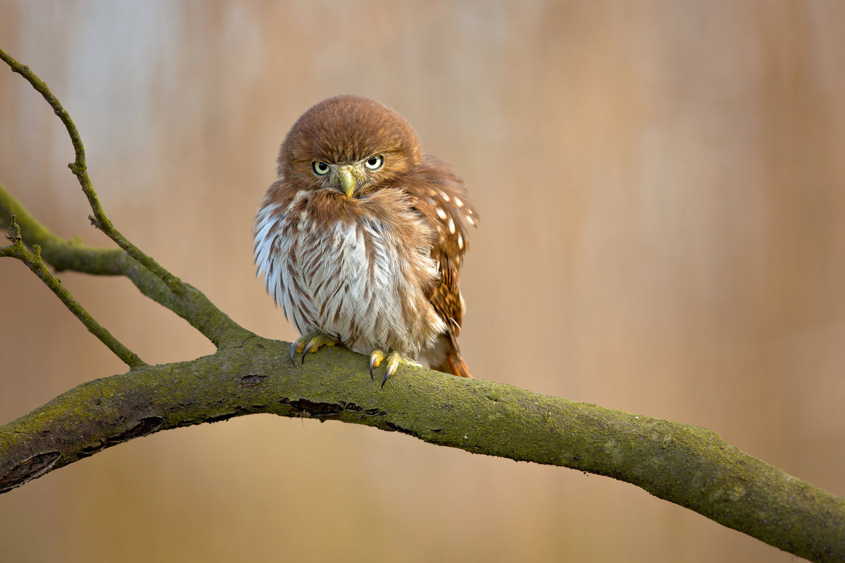 aluminium-print-ferruginous-pygmy-owl-x