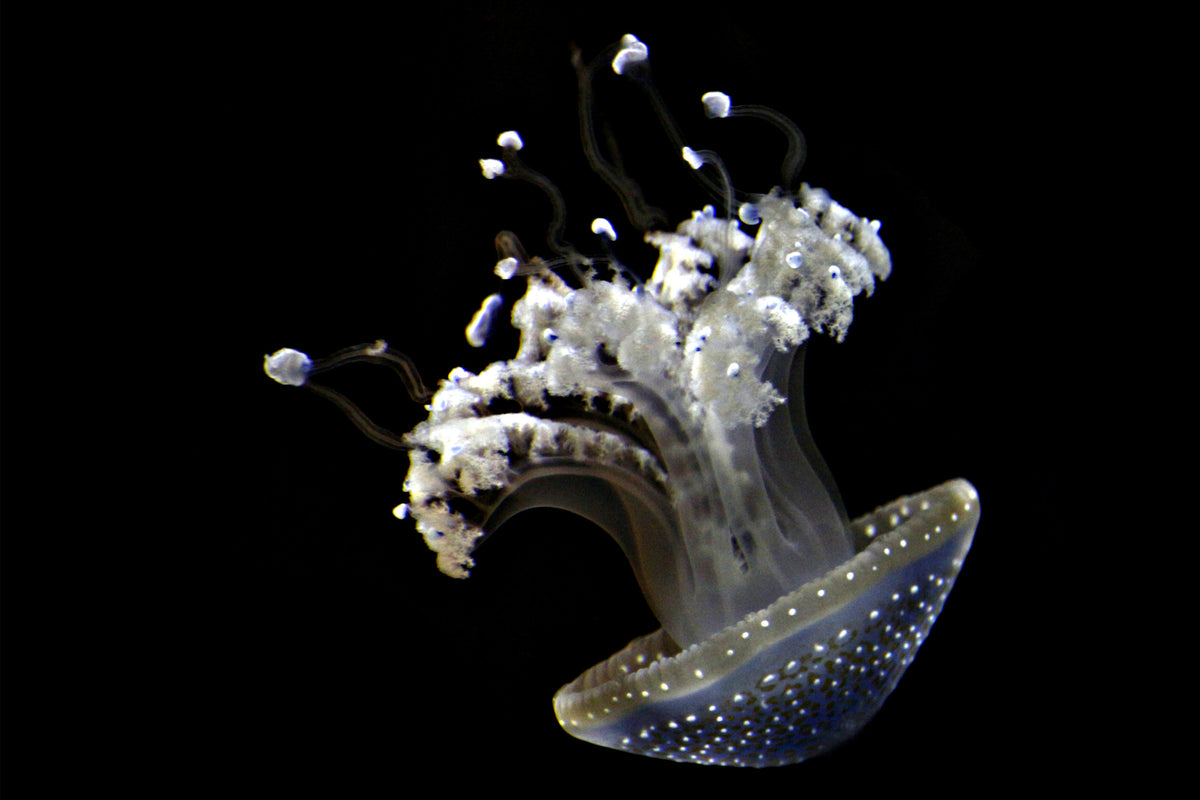 3-piece-acrylic-print-fascinating-jellyfish
