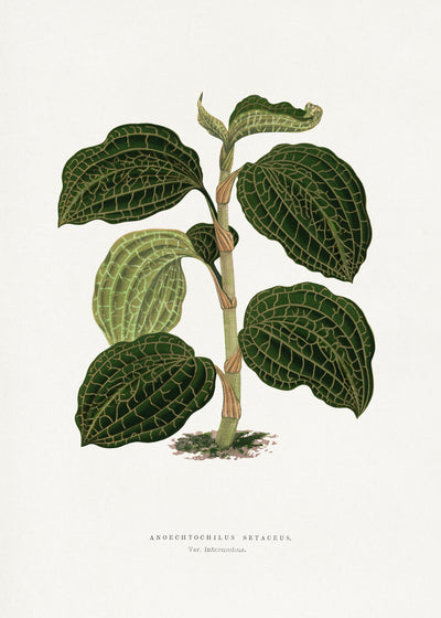 poster-print-green-anoechtochilus-setaceus-leaf