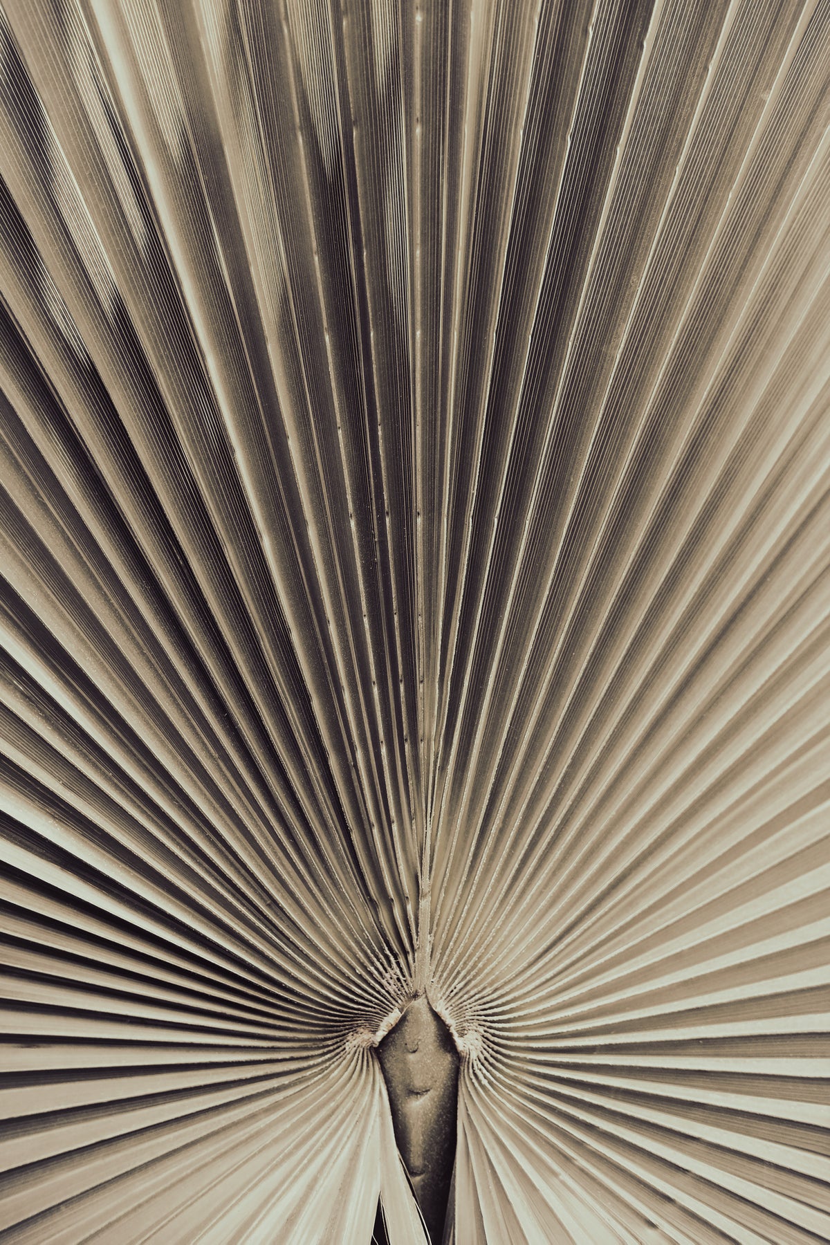 framedposter-print-palmblad-001