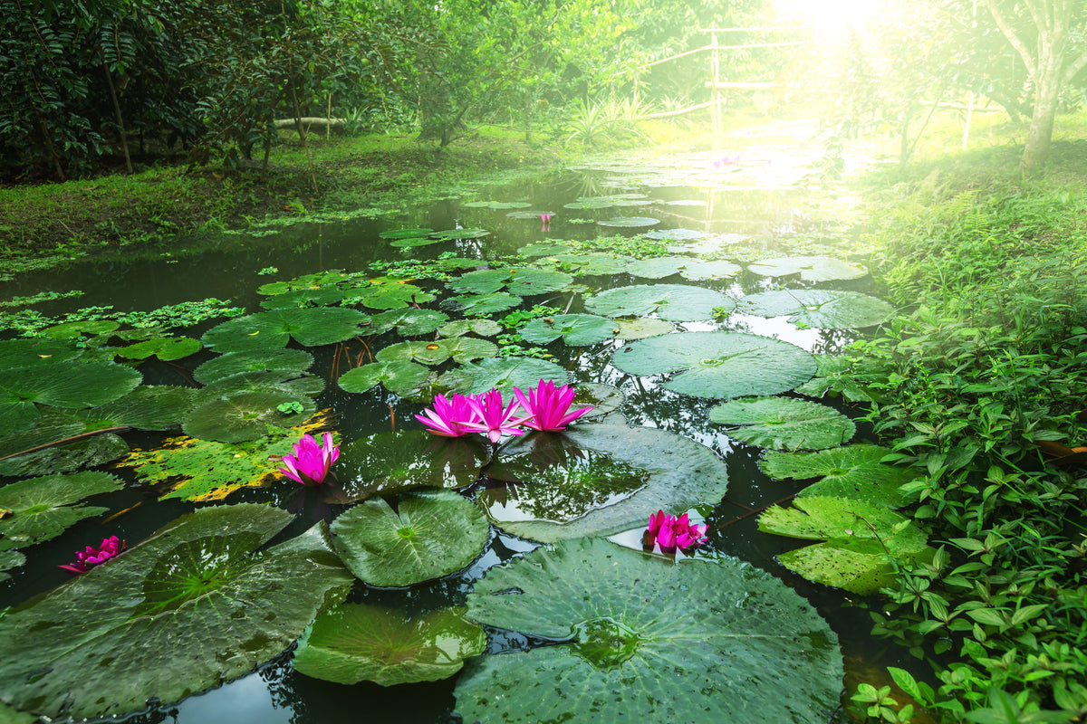acrylic-print-garden-pond