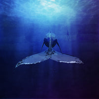 acrylic-print-ocean039s-silent-giant