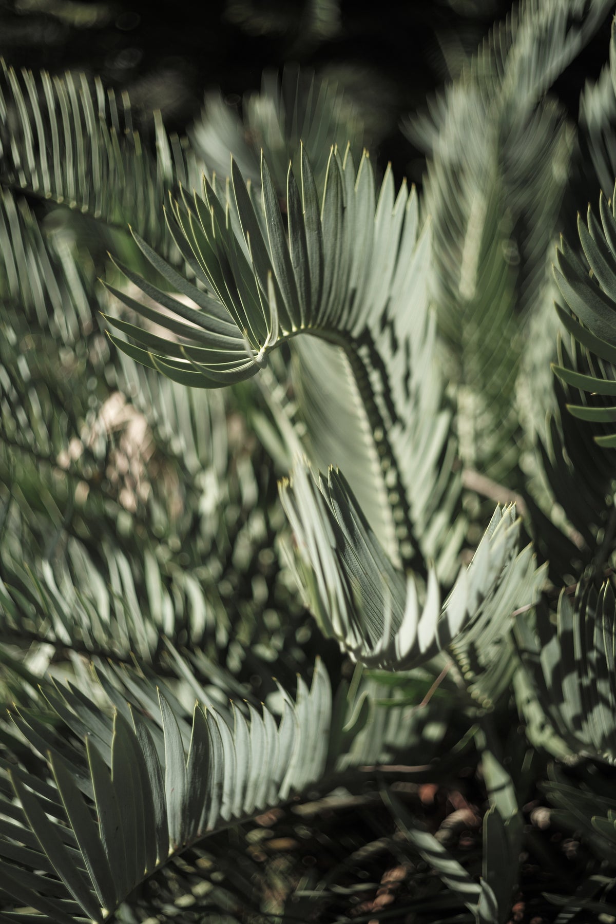 framedcanvas-print-fronds-of-light