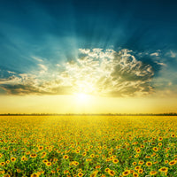 9-piece-acrylic-print-sunflowers-in-the-evening-sun
