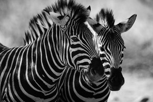 poster-print-close-up-of-zebra