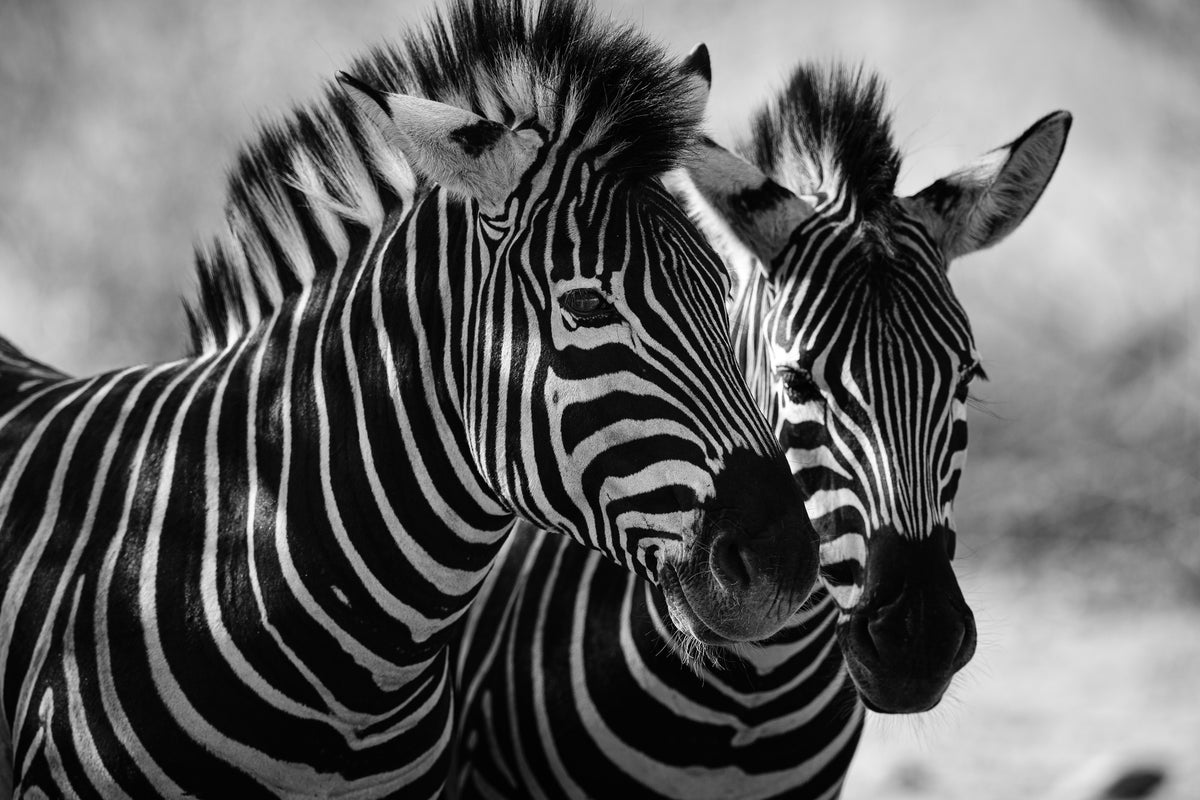 poster-print-close-up-of-zebra