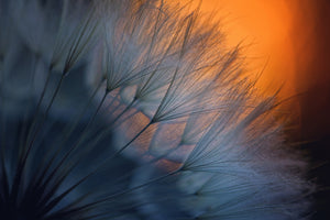 canvas-print-feathers-p