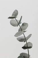 framedposter-print-eucalyptus-natural-06